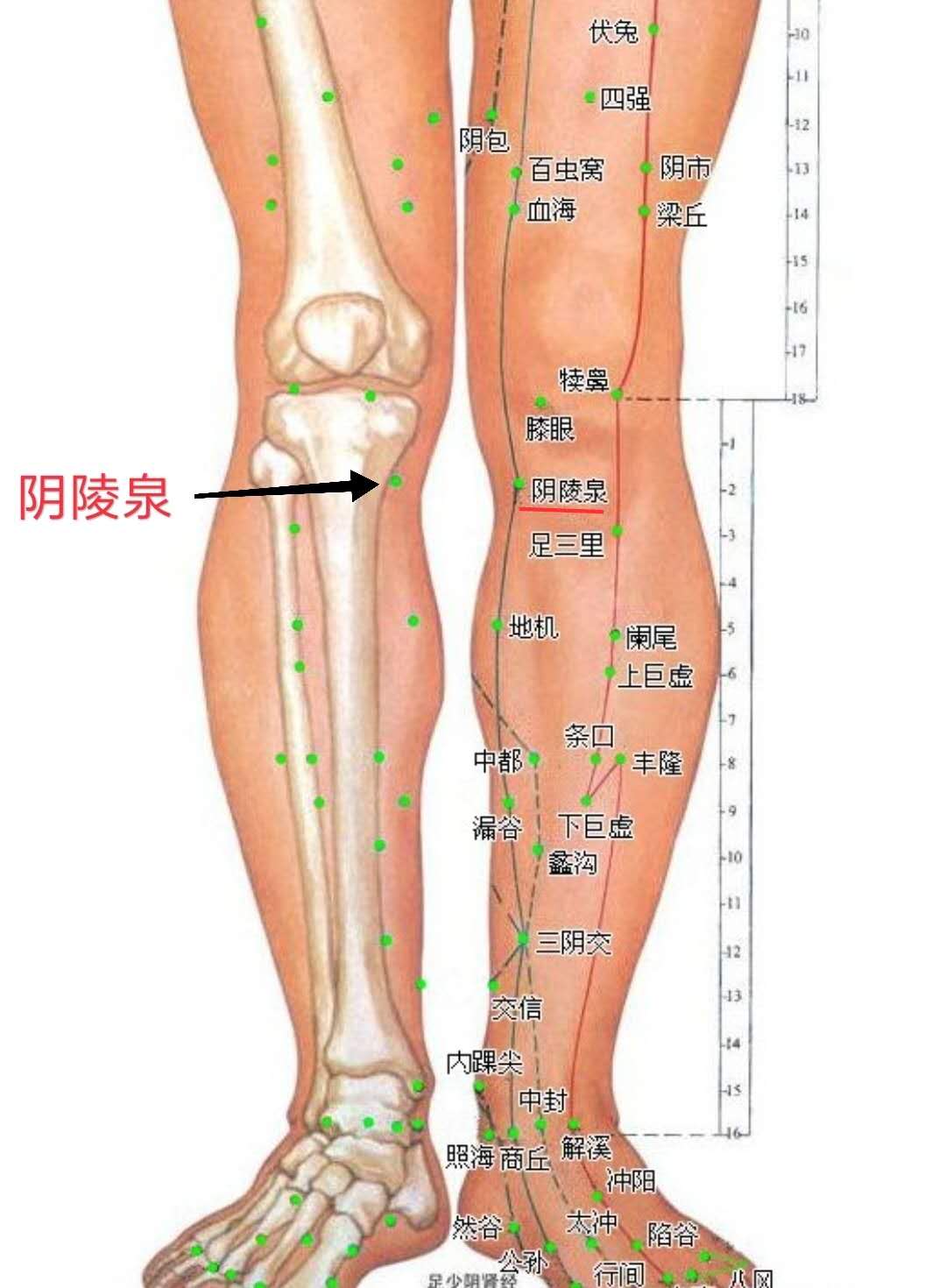 脾胃虚弱怎么按揉足三里,饭后敲打足三里穴能祛脾湿吗