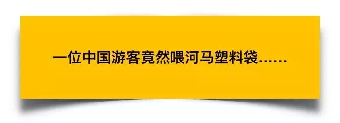 卑劣的街头喂河马,塑料袋放进河马嘴里