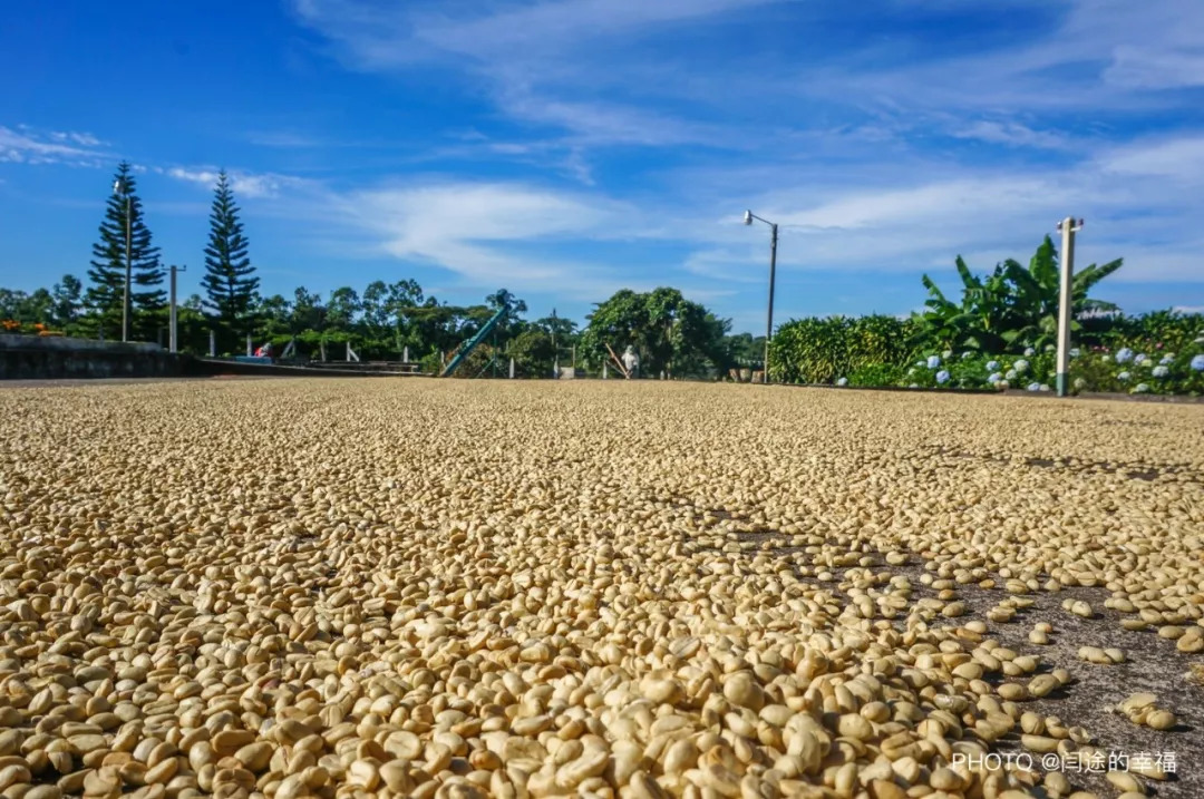 了解咖啡从什么开始,哥斯达黎加咖啡豆属于哪个洲