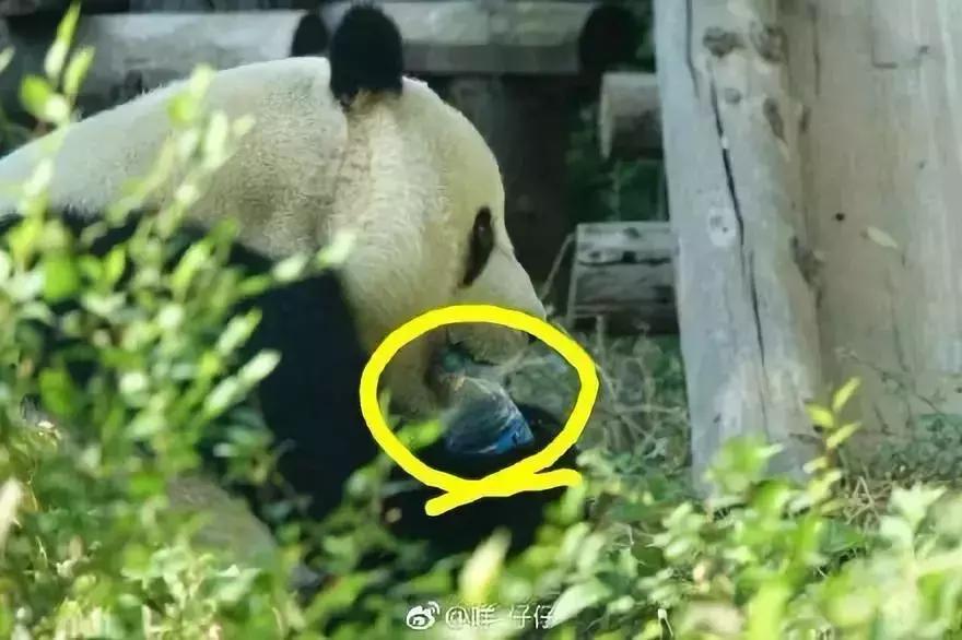 卑劣的街头喂河马,塑料袋放进河马嘴里