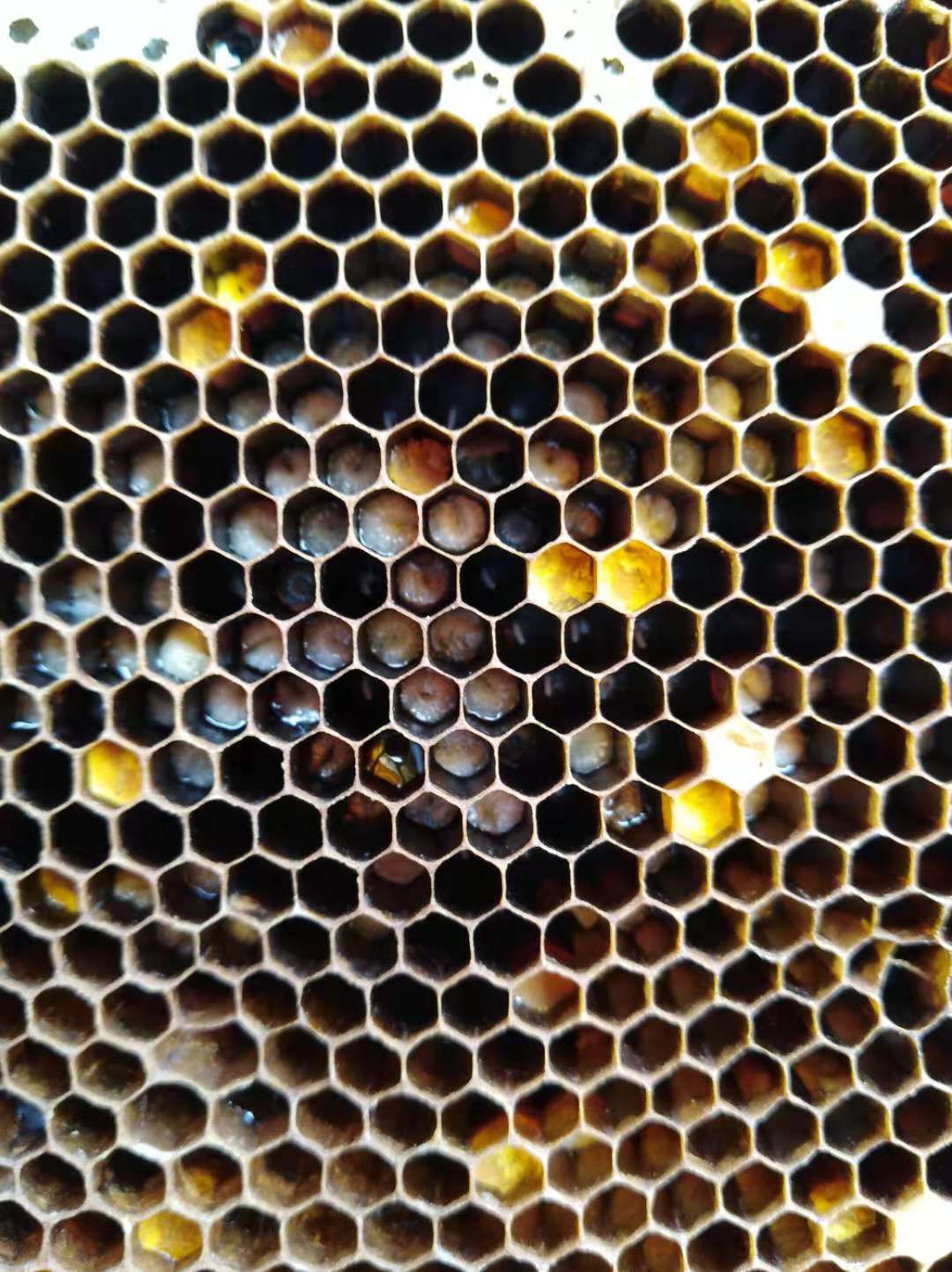 中蜂幼虫病用什么药,中蜂幼虫病的治疗方法