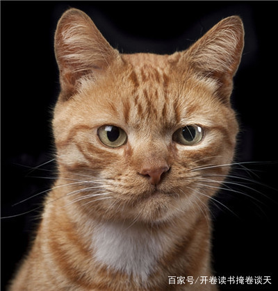 修真聊天群类小说推荐,偏搞笑类爽文小说推荐