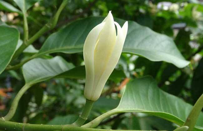 中药材白鱼图片,中药材白芷种植