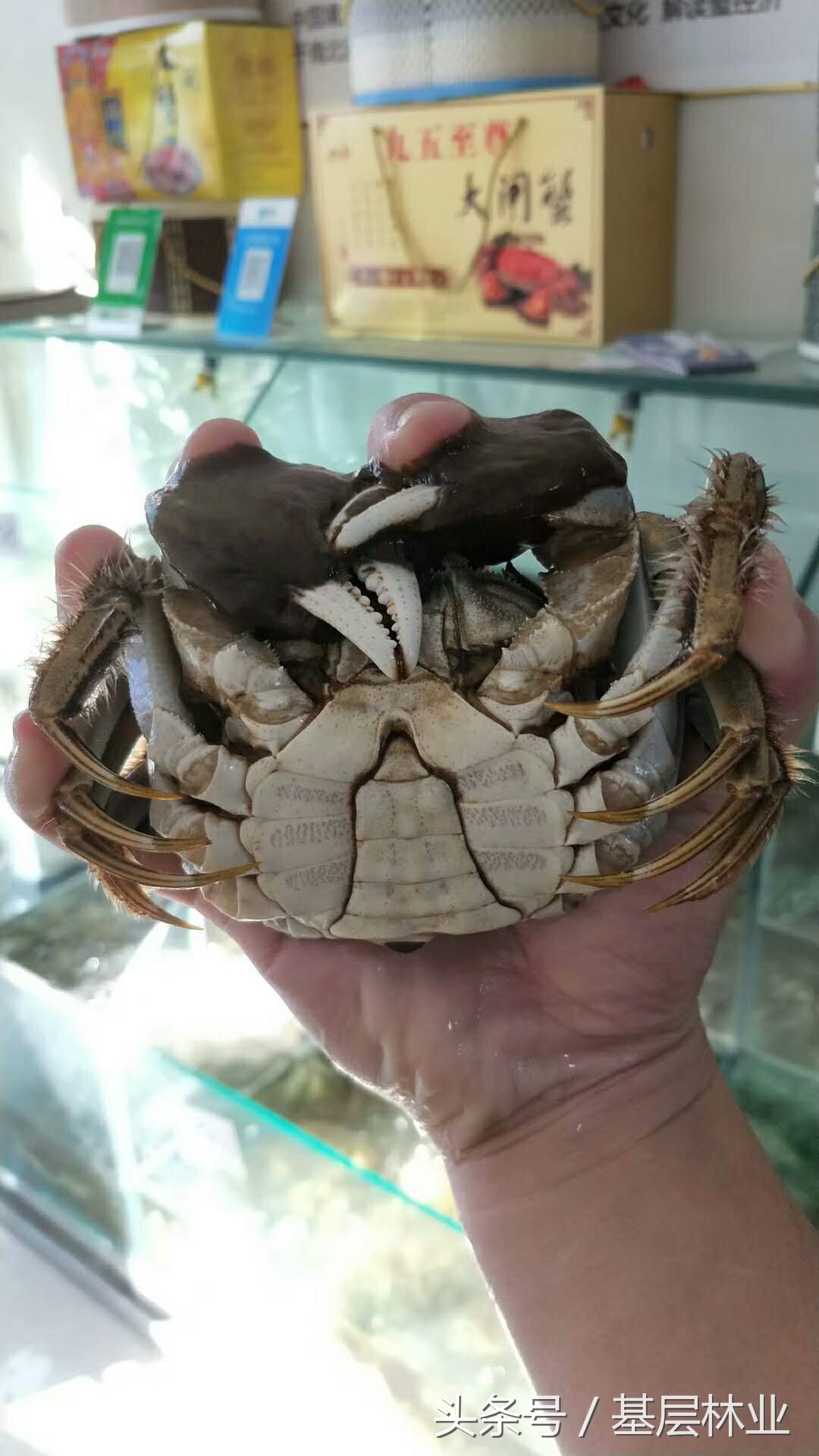 螃蟹捆起来的手法怎么做,捆螃蟹的正确做法