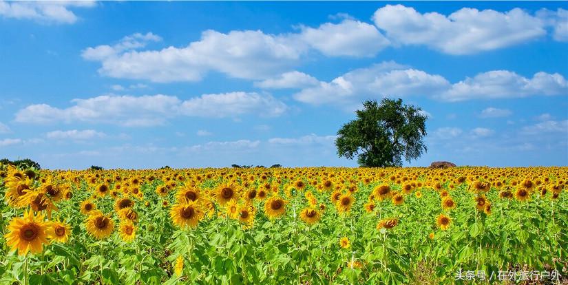 不去普罗旺斯和柬埔寨,千元飞到泰国看最美向日葵田和高棉遗址