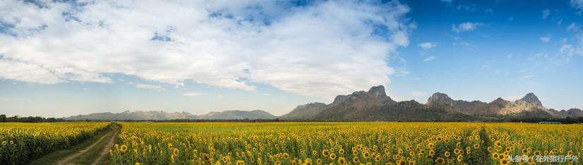 不去普罗旺斯和柬埔寨,千元飞到泰国看最美向日葵田和高棉遗址