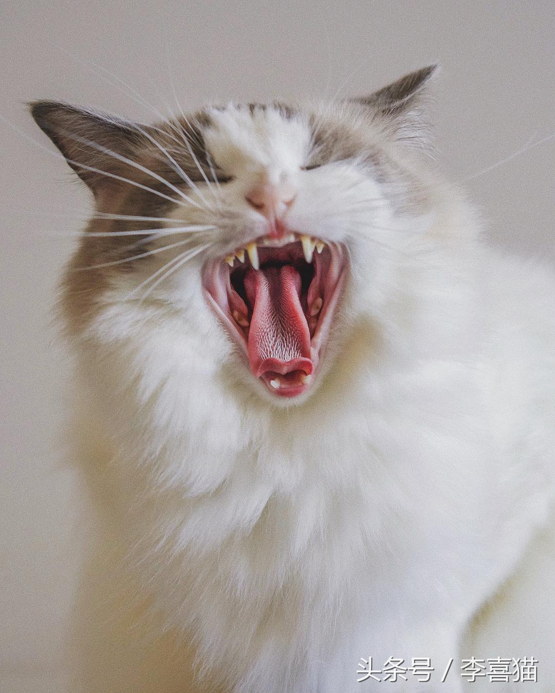 猫咪像狗一样吐舌头正常吗,猫咪怎么像狗一样吐舌头