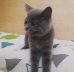 猫咪像狗一样吐舌头正常吗,猫咪怎么像狗一样吐舌头