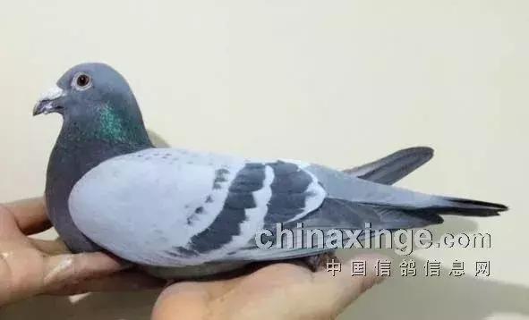 各品系赛鸽的头型特点,凸背鸽