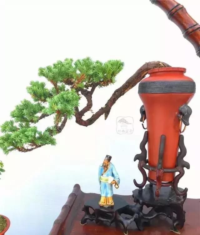 百看不厌的盆景欣赏,盆景欣赏难得一见的绝美盆景艺术