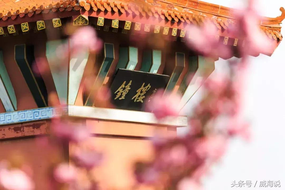 威海赏樱最佳打卡地,威海几月份去风景最好看