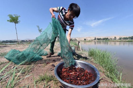 十月底稻虾田肥水管理,金秋10月稻田