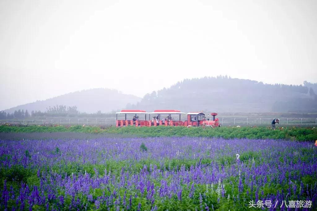 山东什么地方有金矿,国庆怎么玩才有意义