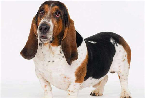 狗狗怀孕情况复杂，离不开铲屎官的照顾，需要提前做好准备