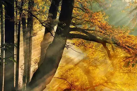 最佳银杏观赏地是哪儿,银杏观赏地点在哪里