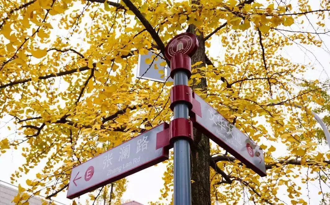 最佳银杏观赏地是哪儿,银杏观赏地点在哪里