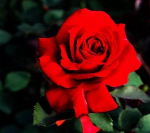 花儿除虫的妙招,花儿生虫用什么药