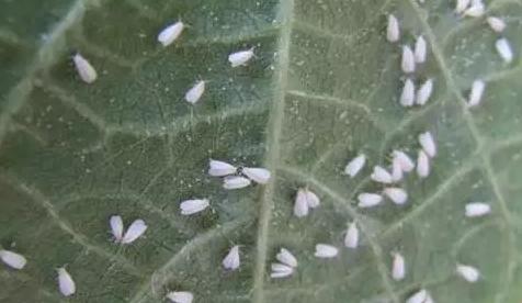 花儿生虫了用什么杀虫好,花儿生虫怎么办打什么药