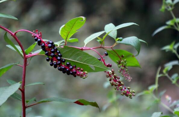 北京农村小时候吃的野果叫紫葡萄,像小紫葡萄样的野果是什么