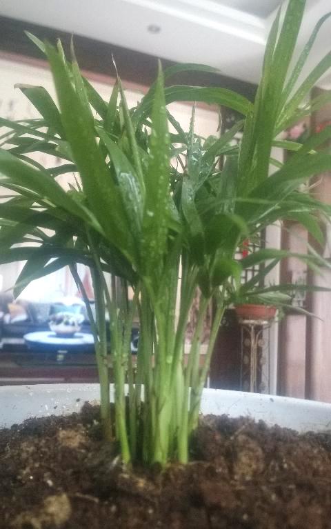 袖珍椰子叶子有点黄有点皱叶,袖珍椰子叶子不绿怎么回事