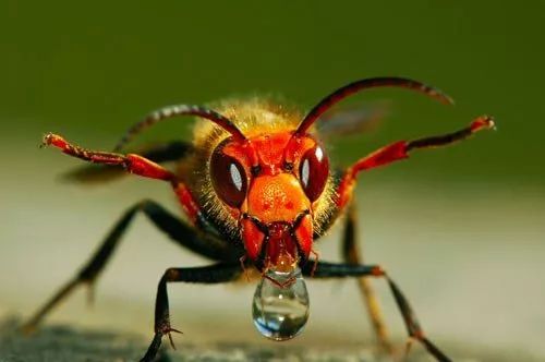 蜂蜇人事件,防胡蜂伤人宣传知识