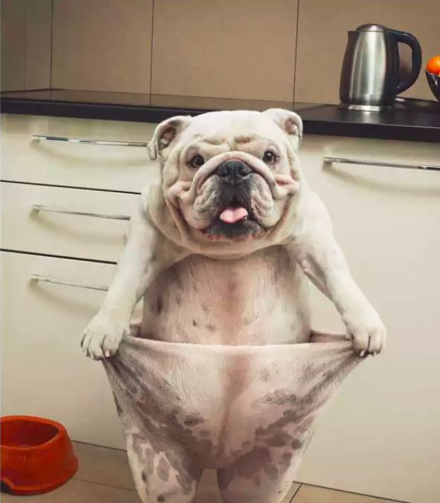 小心！这九大致死原因很容易从铲屎官手上掳走狗子！