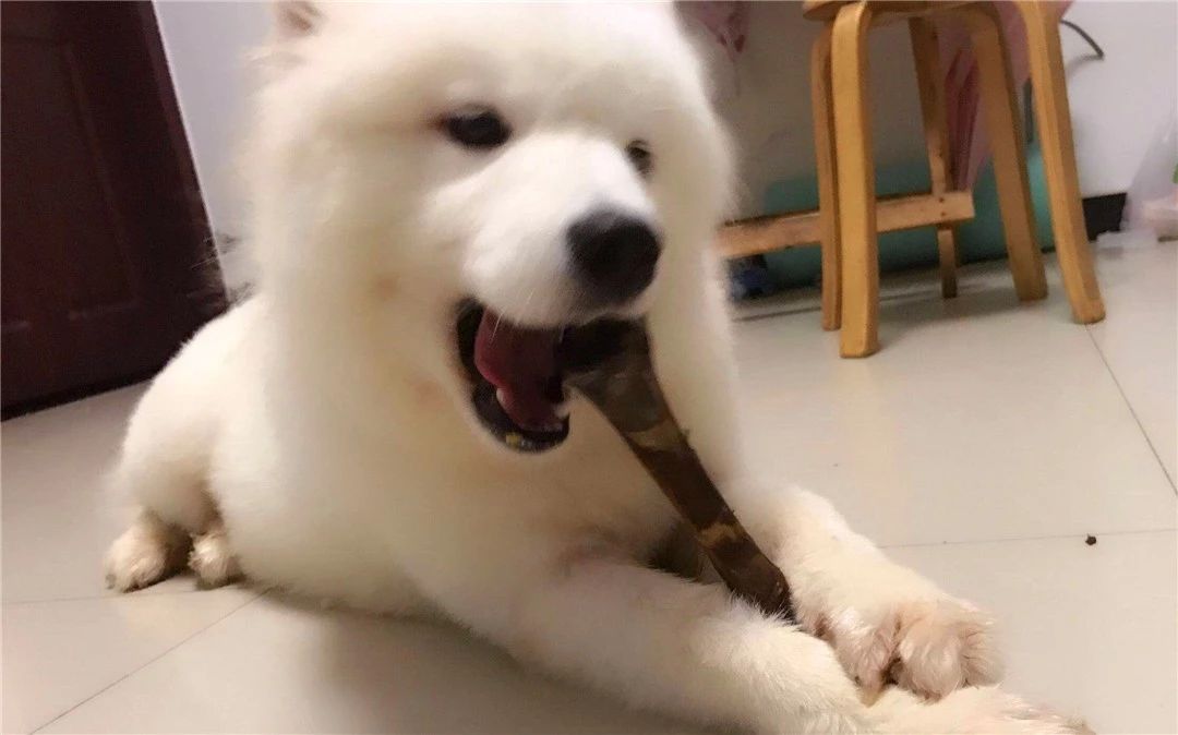 狗狗啃骨头很久,狗狗啃骨头到什么程度