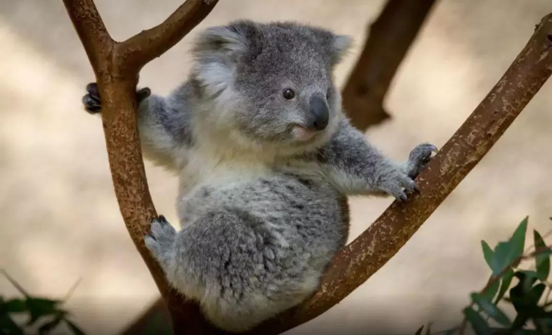 深扒完中国锦鲤的免费旅行清单之后,我也没有那么羡慕了哼!