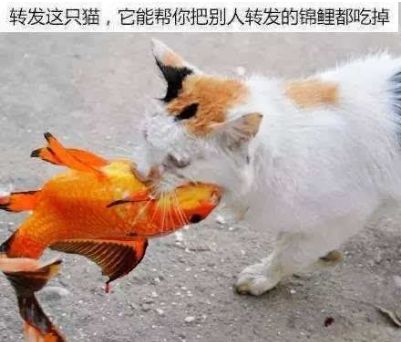 中国锦鲤2020,中国锦鲤后续走势