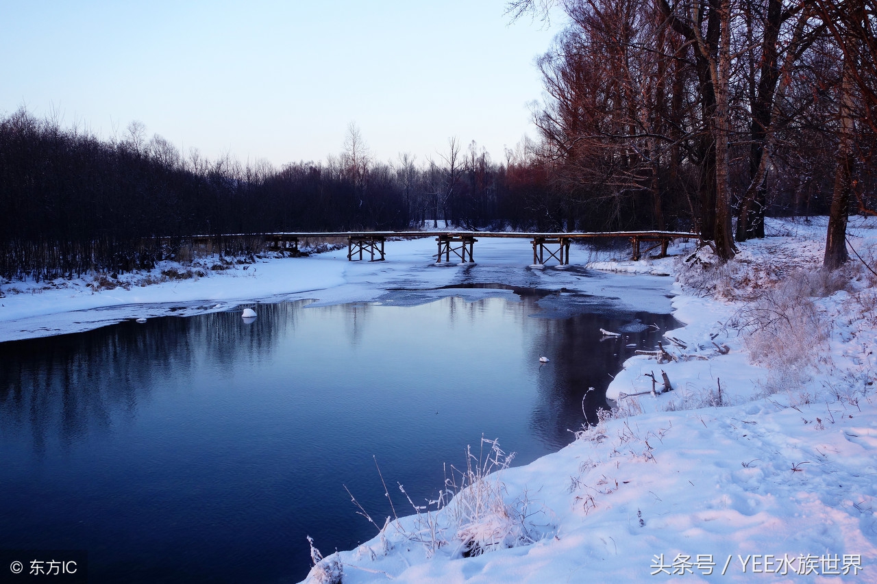小池塘古法养鱼,古法养鱼小池塘