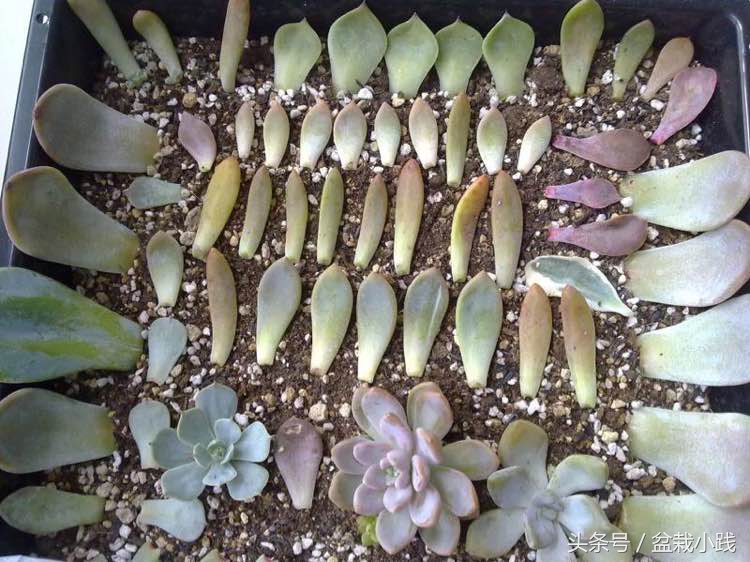 养多肉养出青苔怎么办,养多肉生根后的状态