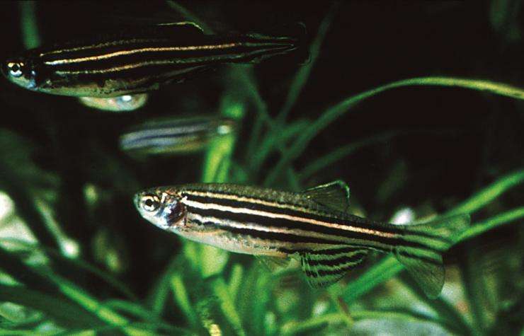 斑马鱼怎么变少了,斑马鱼的视频