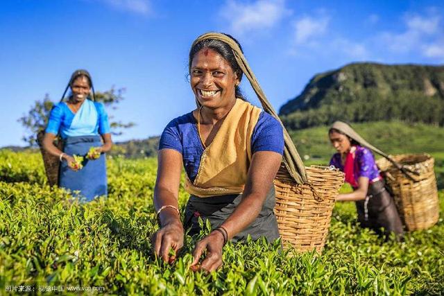 国外红茶排行榜前十名最好喝的茶,红茶出名的地方