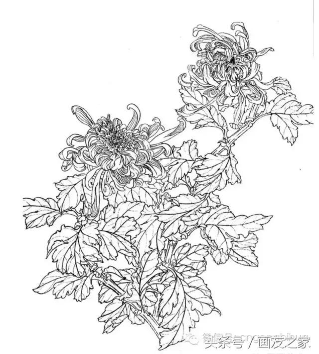 国画工笔菊花的画法视频,线描菊花画谱