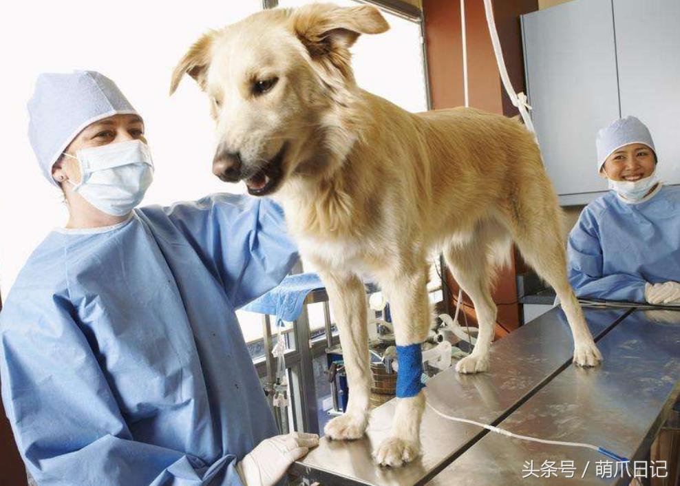 去宠物医院看病为什么这么贵,一般的宠物医院看病贵吗