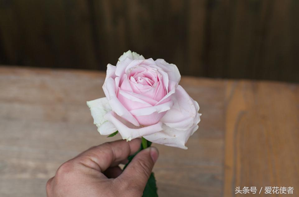 “七招”教你挑选一株完美的玫瑰花!