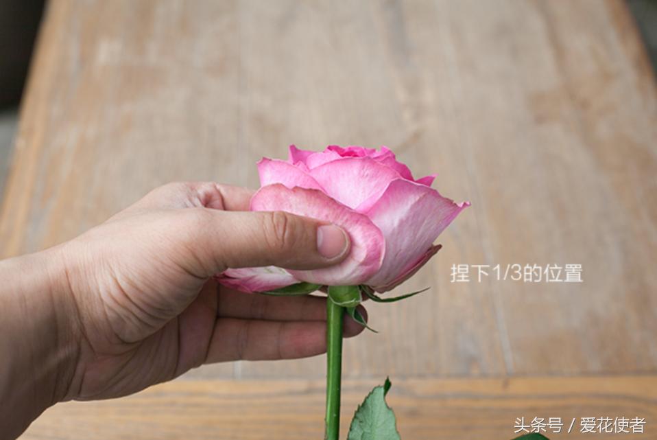 “七招”教你挑选一株完美的玫瑰花!