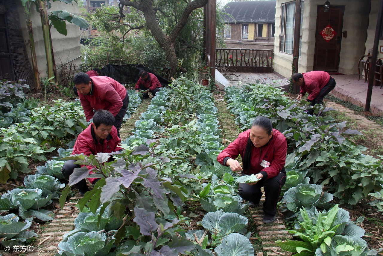 种植蔬菜的虫子怎么来的,种蔬菜有虫怎么办