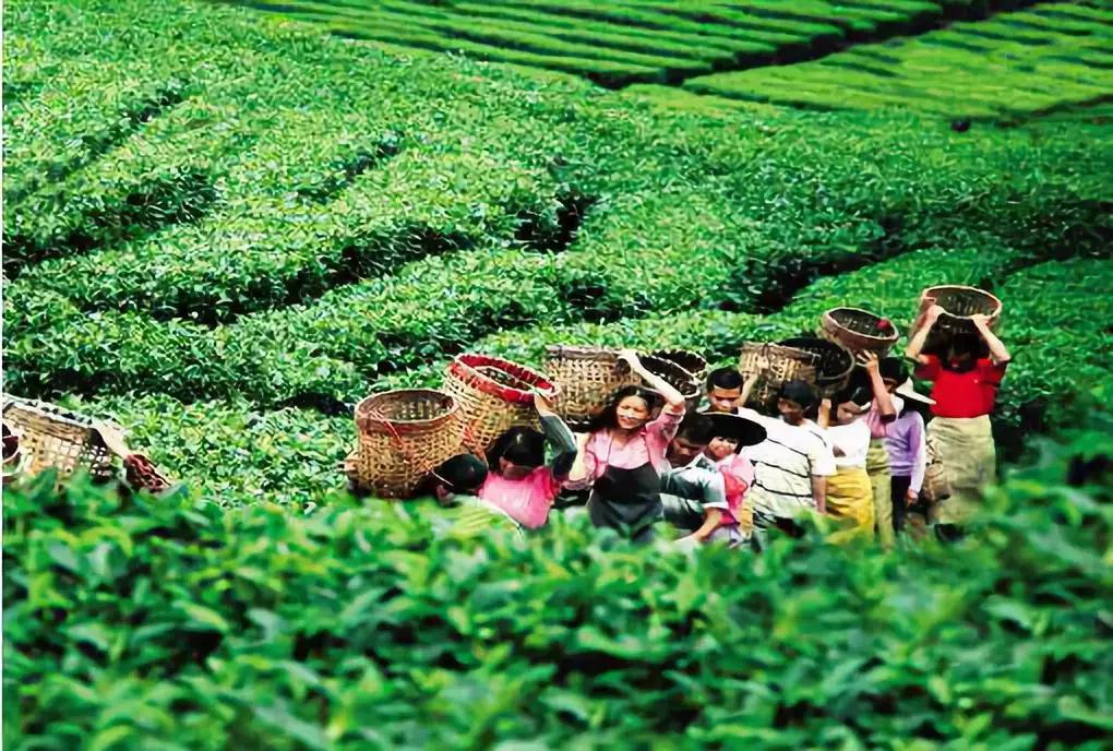 潮汕也有一座“凤凰古城”，古香古韵美不胜收！