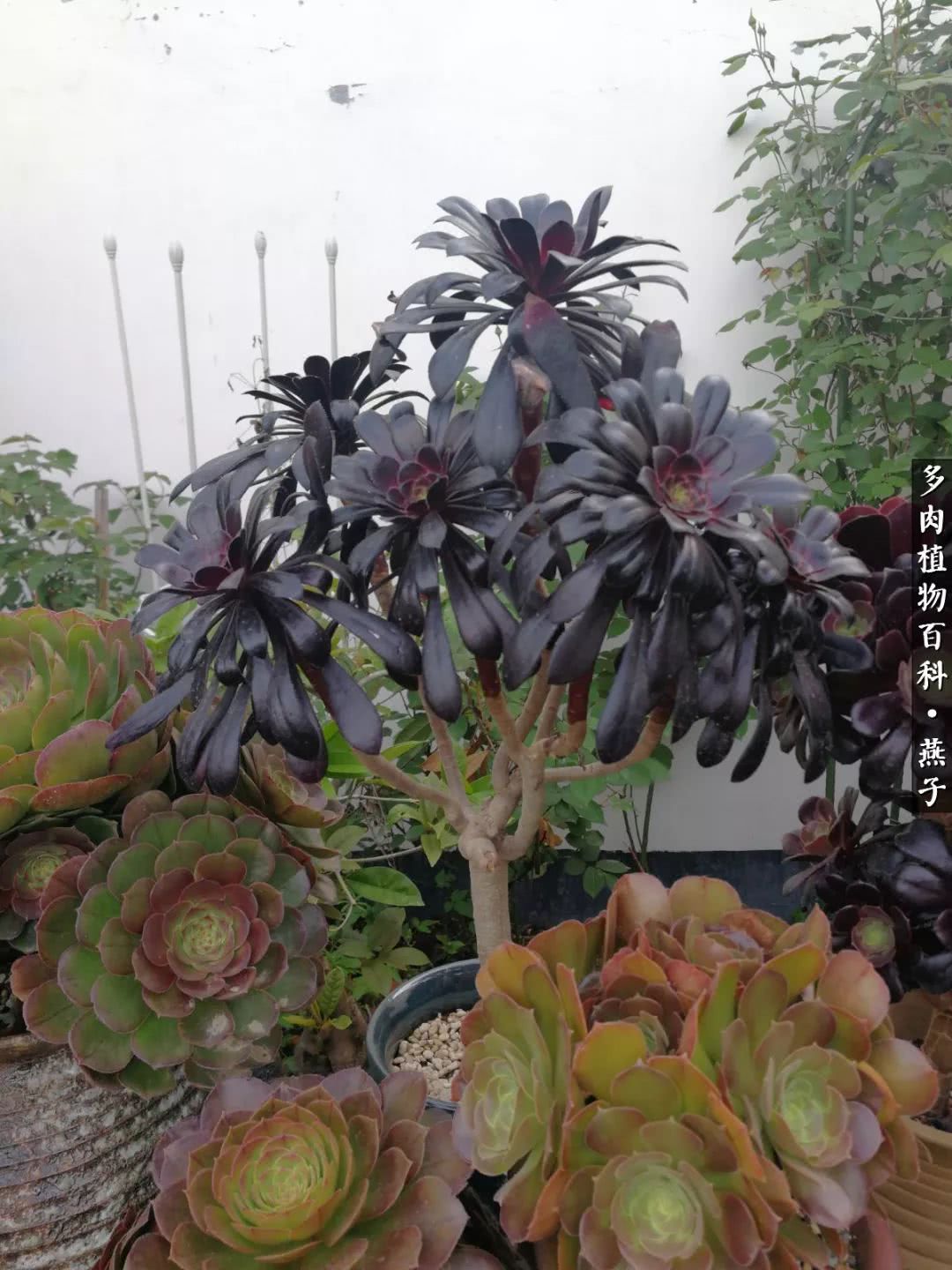 多肉法师什么季节摘心最好,多肉法师全锦好吗