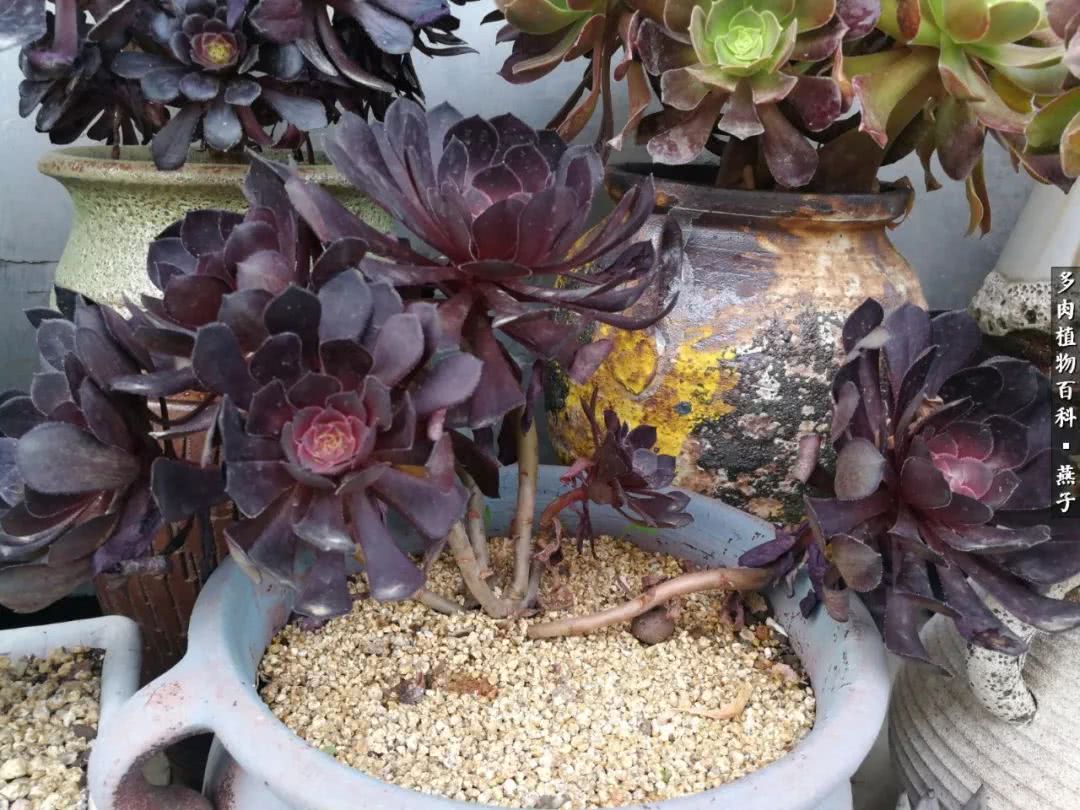 多肉法师什么季节摘心最好,多肉法师全锦好吗