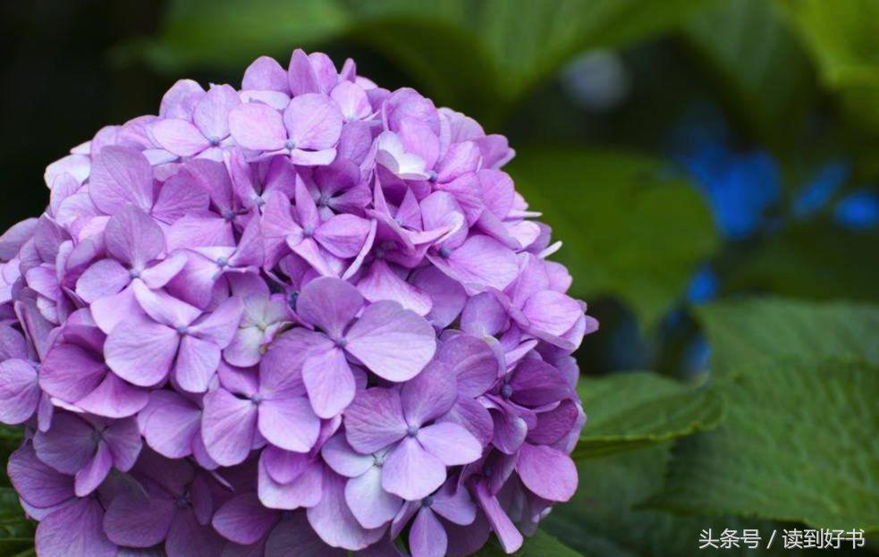 各种花的寓意及花语代表爱,黄玫瑰代表着哪些花语和寓意