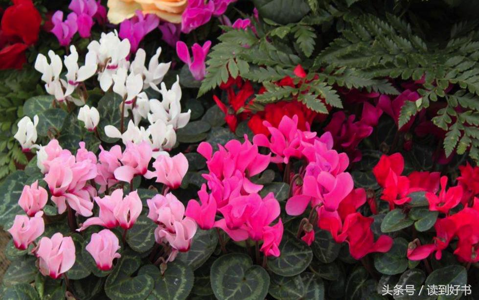 各种花的寓意及花语代表爱,黄玫瑰代表着哪些花语和寓意