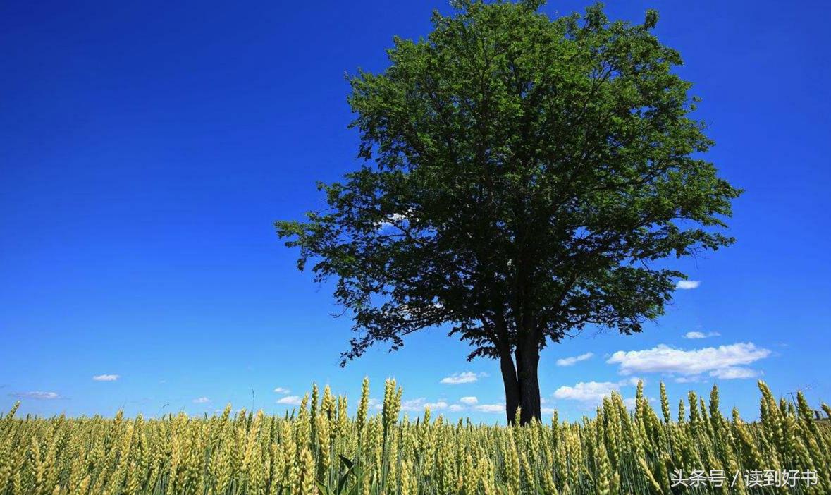 各种花的寓意及花语代表爱,黄玫瑰代表着哪些花语和寓意