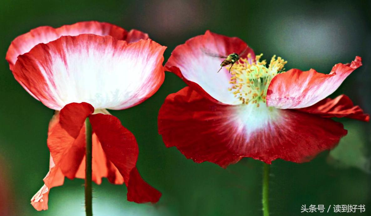 各种花的寓意及花语代表爱,黄玫瑰代表着哪些花语和寓意