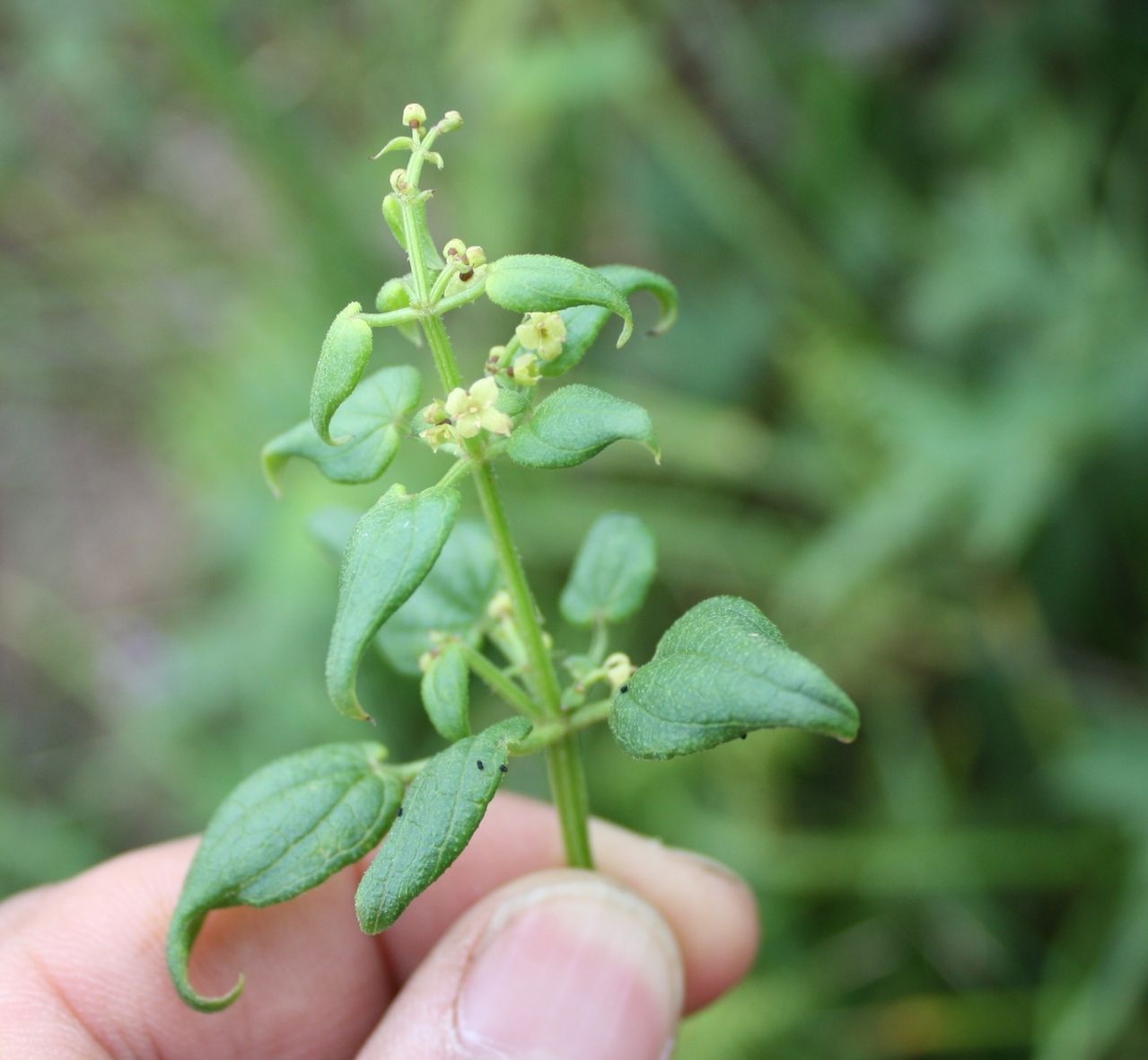 农村植物，茜草攀援在其它植物上，农民老大爷说当今一斤卖25元了