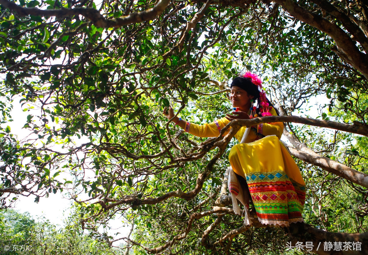 茶亲，你怕是对“灌木”有啥子误解