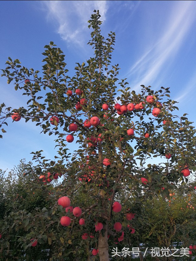 金秋最美的家园,金秋农家院