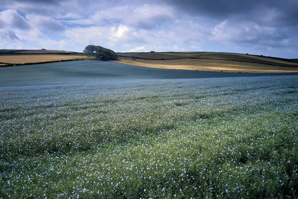 加拿大原装进口亚麻籽油500ml价格,比利时进口亚麻籽油什么价