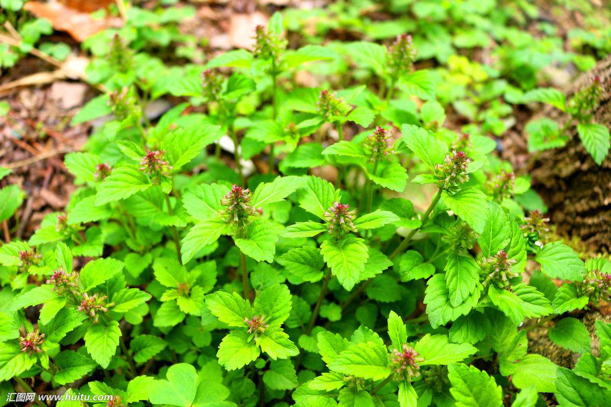 风轮菜草药图片与功效,中药材风轮菜图片